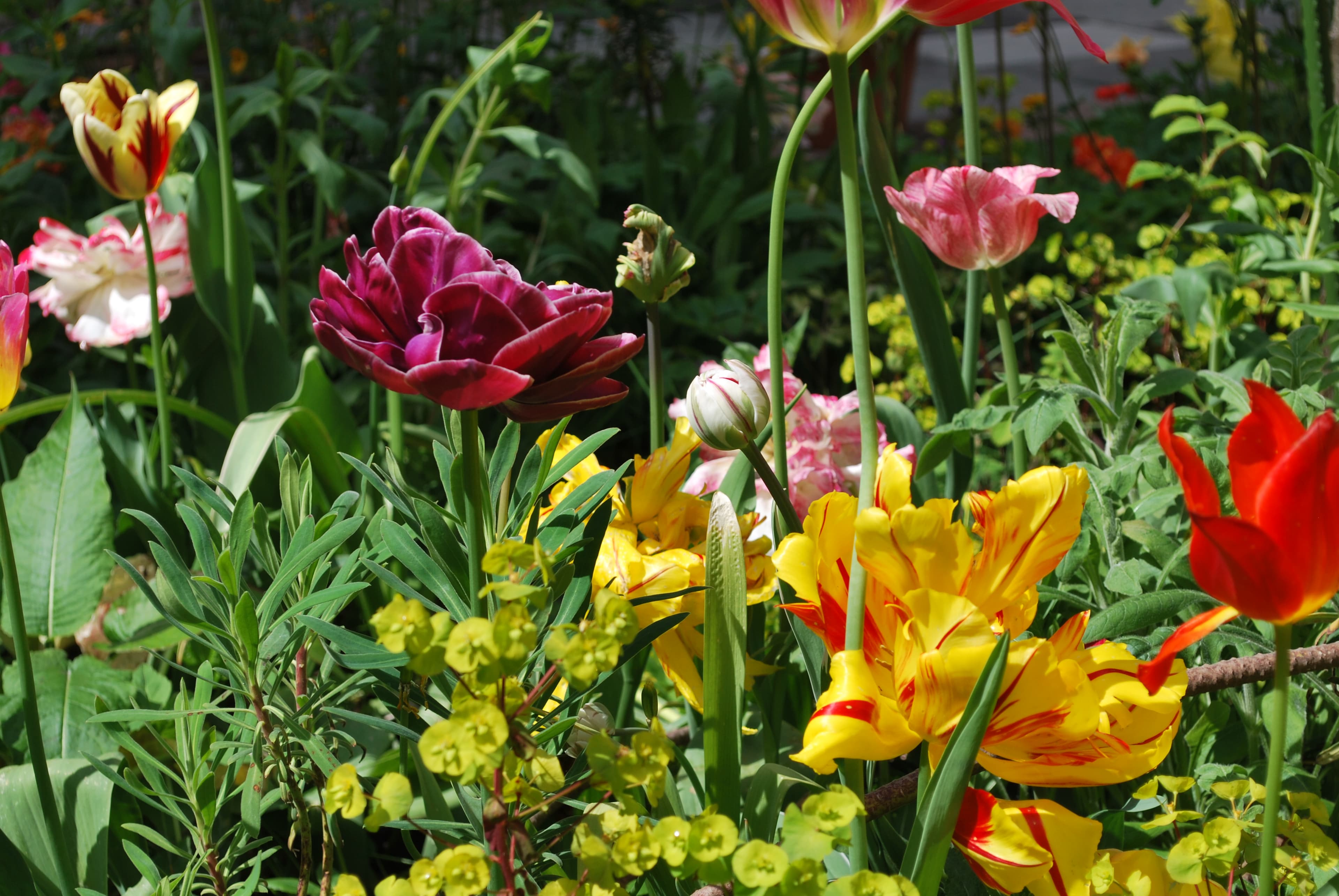 Krakeling met de Kleintjes (2+)